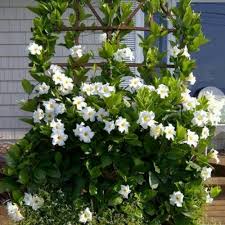 Tanama hias rambat thunbergia tanaman hias hidup bunga thunbergia tanaman hias murah thunbergia tana