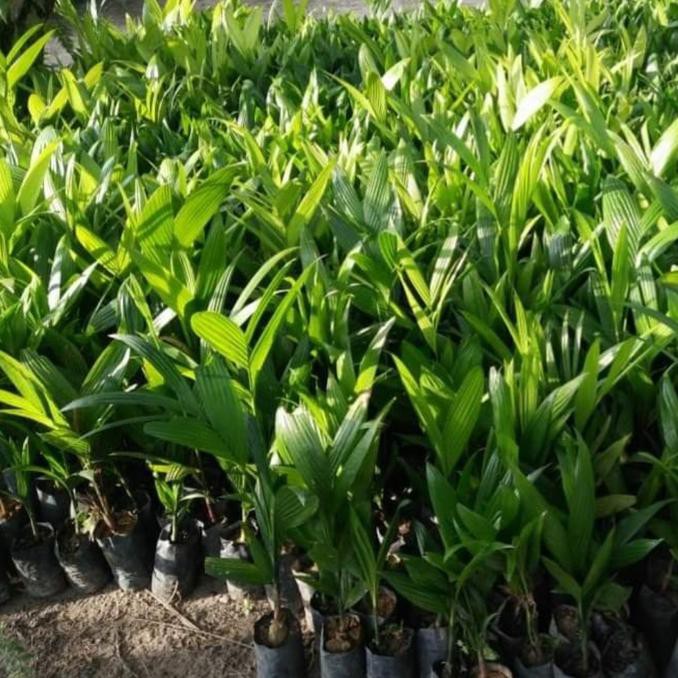 KW1 BIBIT BUAH POHON PINANG BETARA UNGGUL KW+