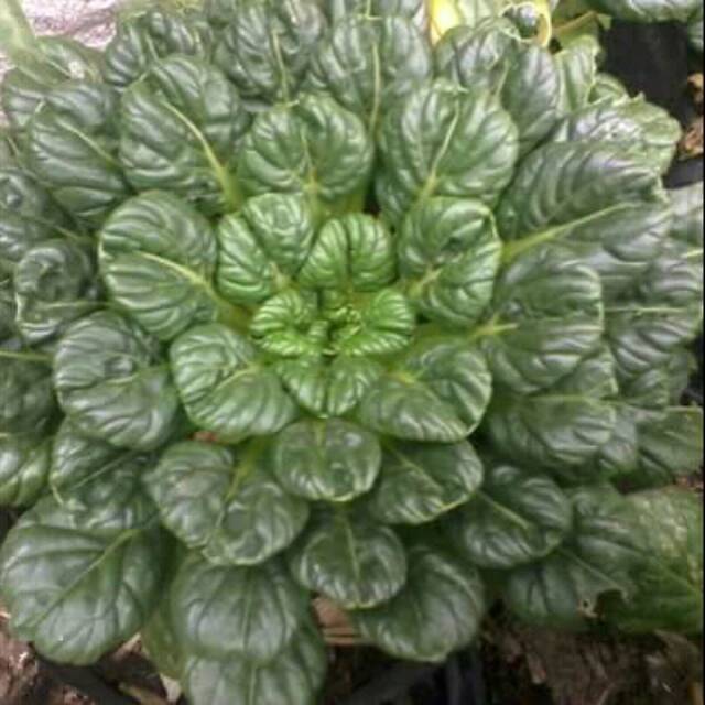 Benih sayur sawi pagoda.sawi pagoda.bibit sawi.benih pagoda.pagoda.benih sawi.benih sawi pagoda.bibi