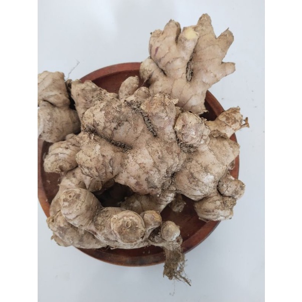 

JAHE GAJAH 1kg/JAHE PUTIH SEGAR SUPER