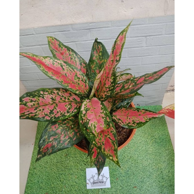 aglonema Ruby garuda batik/aglonema Ruby
