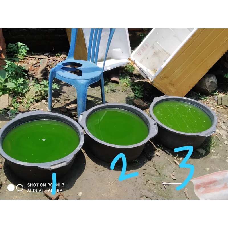 Paket Kultur Chlorella Pakan Kutu Air