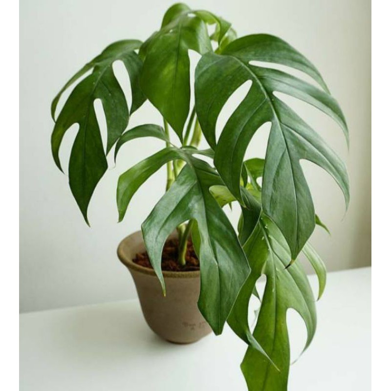 Tanaman Hias Philodendron Epripremnum Pinnatum Monstera Ekor Naga Shopee Indonesia