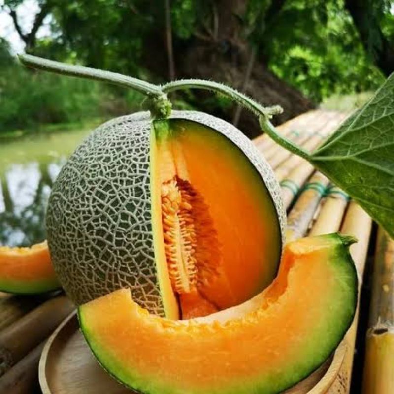 Benih Buah Melon Madu F1 Tahan Hama Bibit Buah Melon Orange Madu