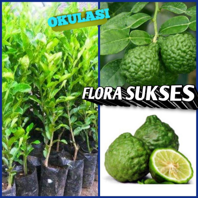 Bibit Tanaman Jeruk Purut / Hasil Okulasi Cepat Berbuah / Jeruk Untuk Masak Tinggi 40CM - 90CM