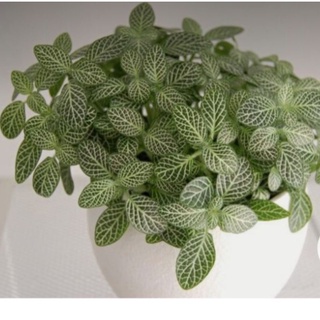 Tanaman Hias Petunia