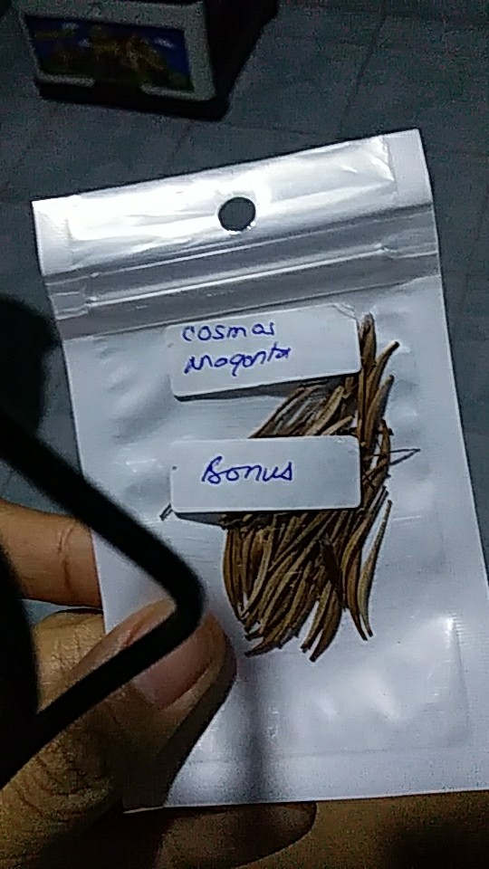 Pacar Air Magenta Gradasi Putih