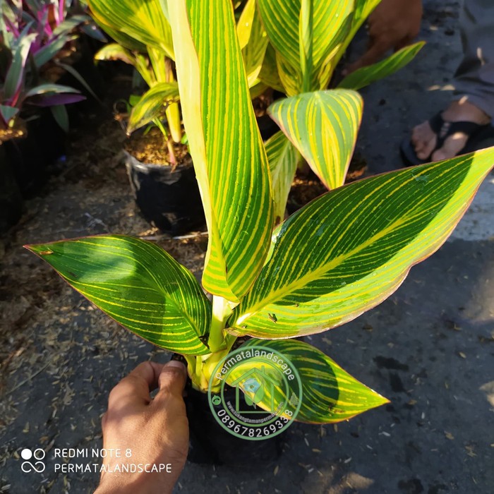 Tanaman hias kana varigata | pohon kana batik | Pisang-pisangan