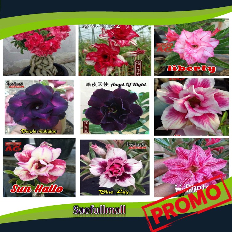 Promo..>> Bunga Kamboja Jepang / Adenium Grafting Tumpuk Stek Size A Bonggol Besar Kwalitas Terbaik