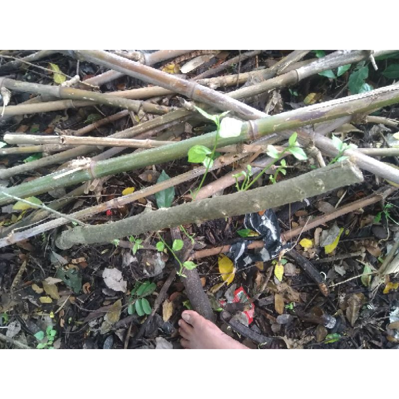 pohon serut dongkelan