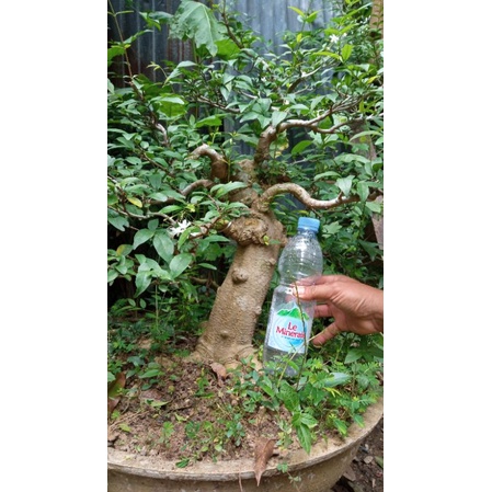 bahan Bonsai anting Putri batang besar berkarakter x.