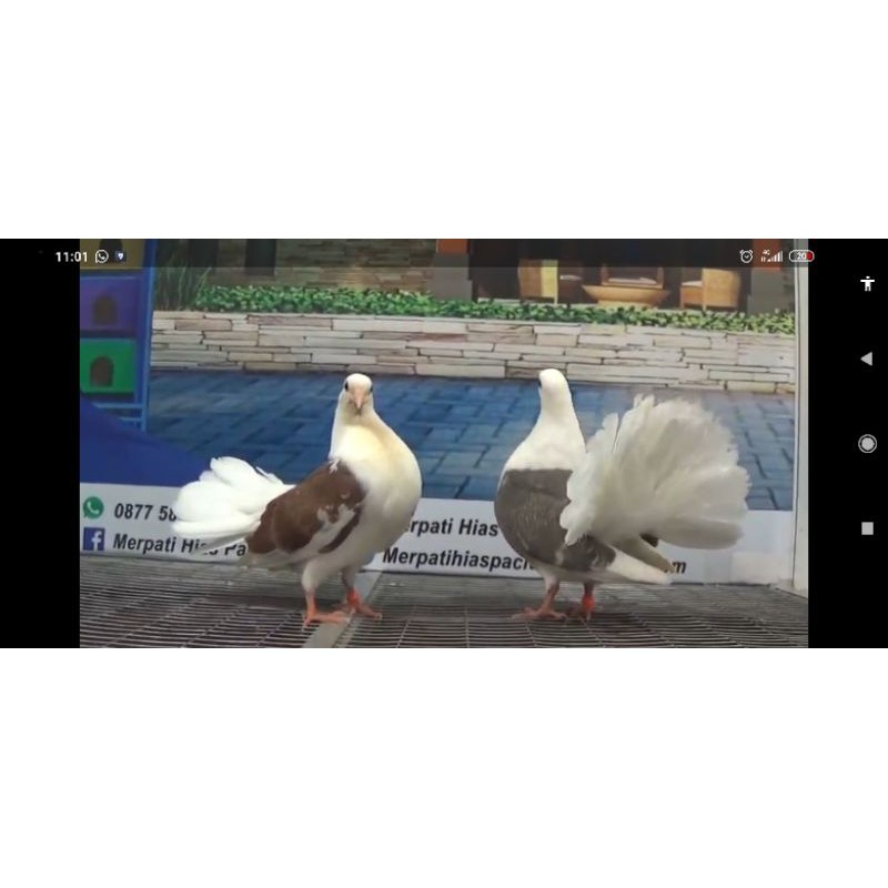burung hias/ merpati AF/ SEPASANG