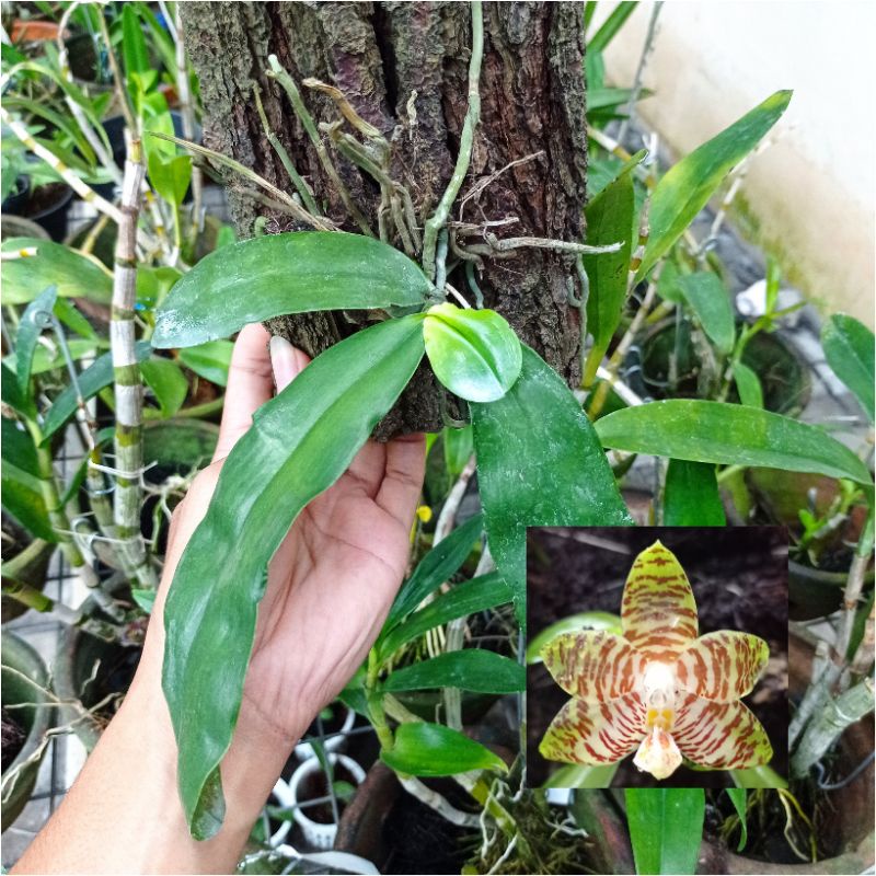 phalaenopsis amboinensis