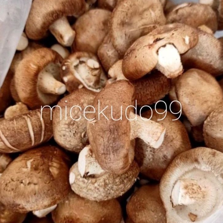 

JAMUR SHITAKE BASAH FRESH HIOKO FRAGRANT MUSHROOM SEGAR SIANGKU XIANGKU