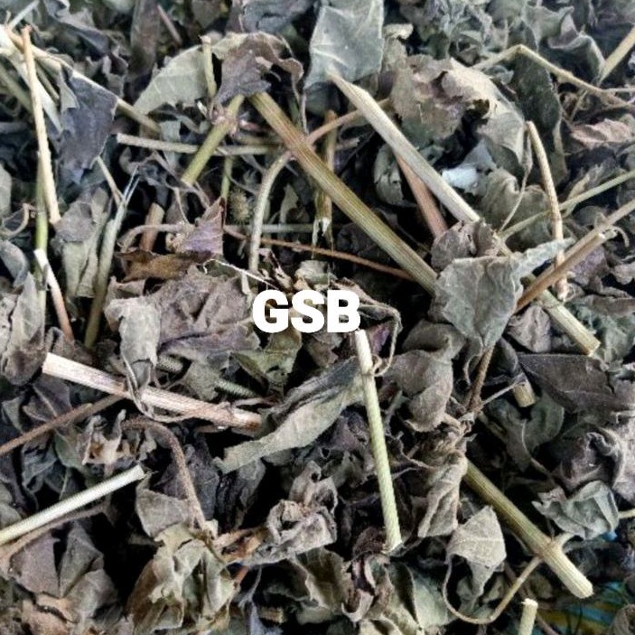 

Daun kopasanda kering / daun kirinyuh kering 500 gram