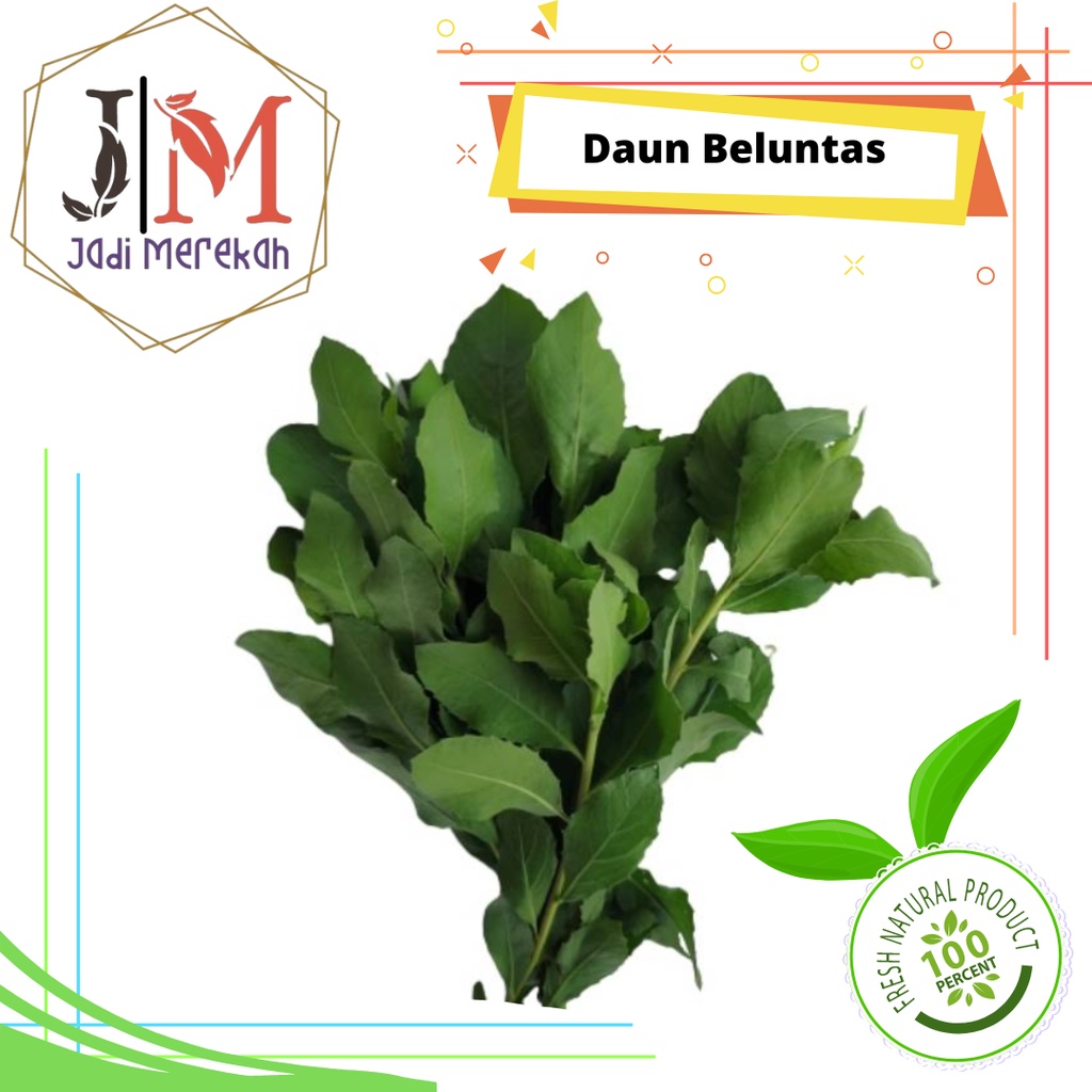 

[JM SoFresh] - Daun Beluntas / Daun Luntas Segar Fresh