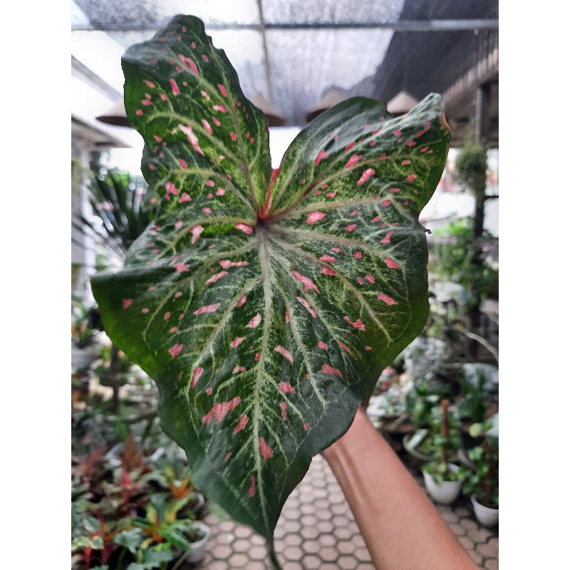 Caladium Gingerland/ Keladi Mata Kucing Bangkok
