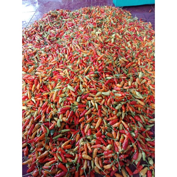 

PANEN SENDIRI CABE RAWIT MERAH SEGAR 250 G/CABE RAWIT TERMURAH