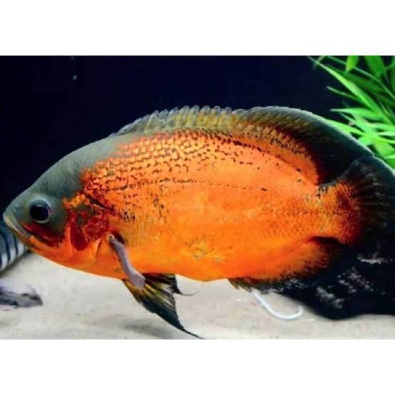 OSCAR PARIS TEMBAGA 3 CM