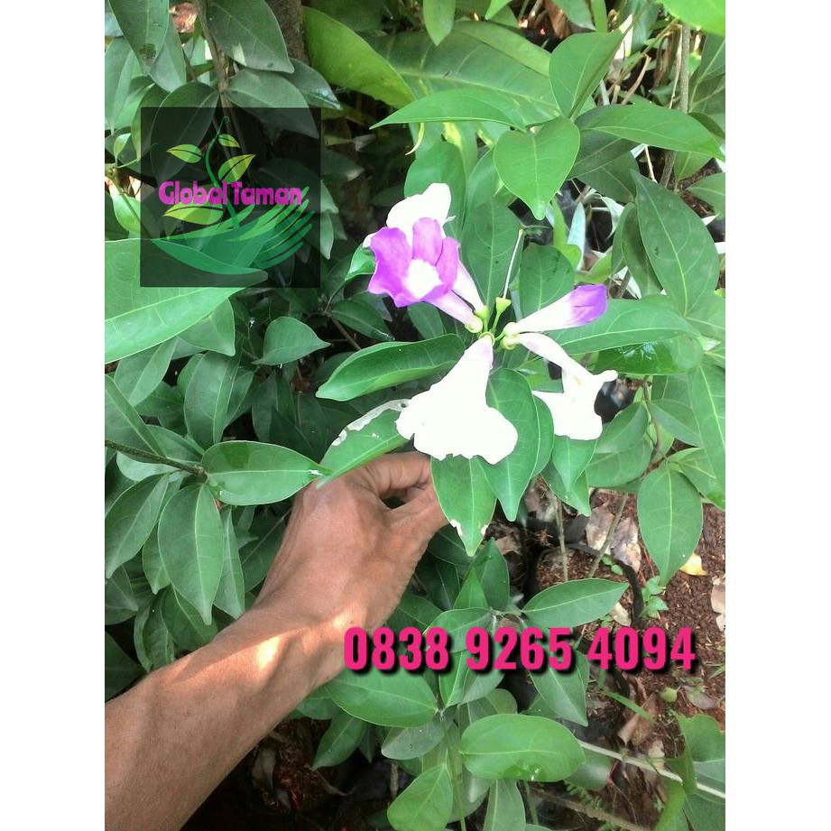 TANAMAN HIAS GARLIC VINE / BIBIT TANAMAN BUNGA GARLIC VINE FREE ONGKIR