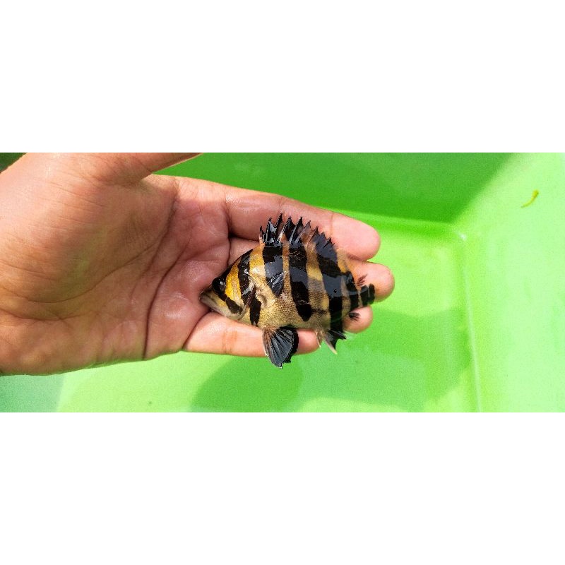 Datz gold sumatra 3 - 4 inci