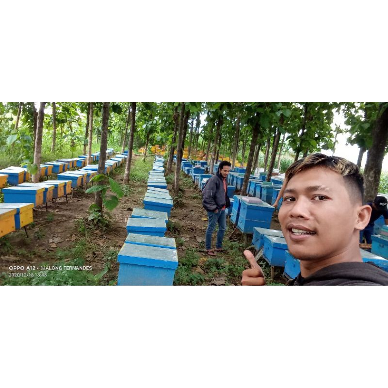 

lebah madu bagus indukan koloni melifera