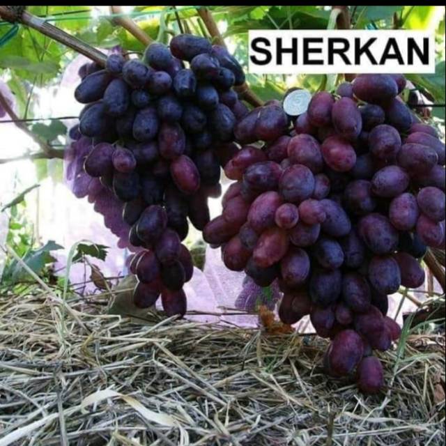 Bibit Anggur Import SHERKAN Grafting