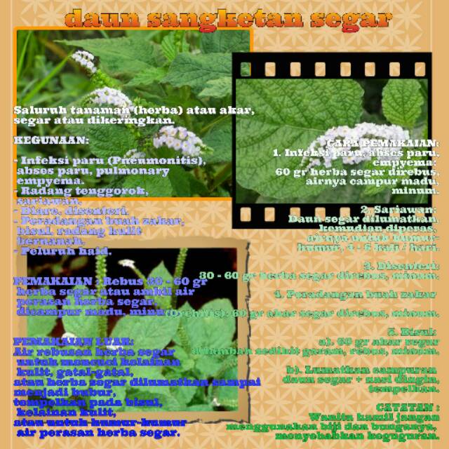 

Sangketan segar/ sengketan segar