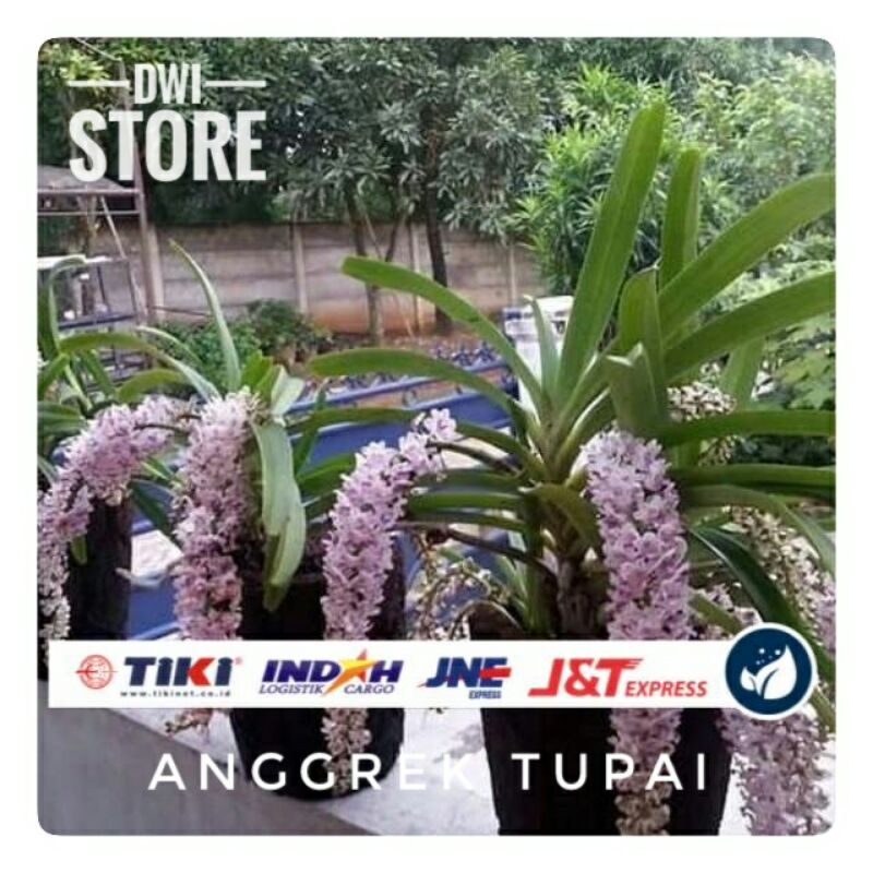 ANGGREK RETUSA EKOR TUPAI / ANGGREK EKOR TUPAI DEWASA SIAP BERBUNGA