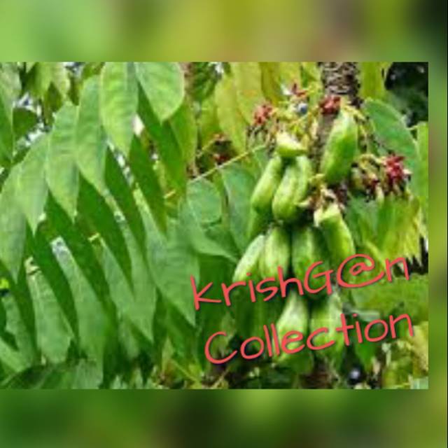 

Daun belimbing wuluh segar,order langsung petik,200gr