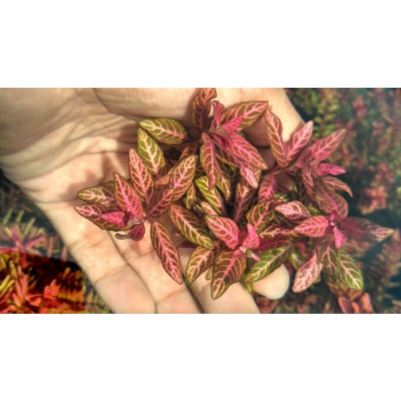 Poly sperma sunset tanaman aquascape