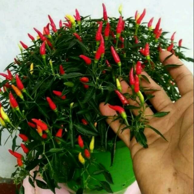 [ Paket Isi 10 Seed ] Benih - Biji - Bibit Cabe Hias Cabe Unik Tegak Cabai Sparkler Pepper