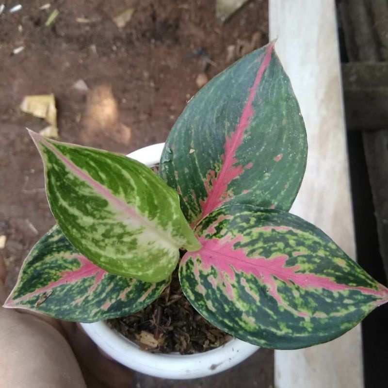 #Baby aglonema Big papa murah