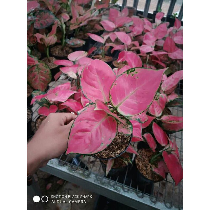 tanaman hias aglonema pink katrina