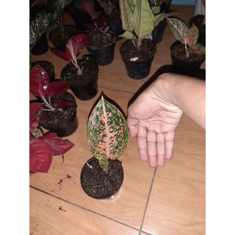aglonema baby stardust orange