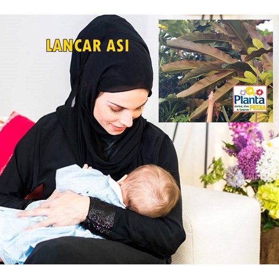 DAUN KECOMBRANG SEGAR, HERBAL, ANTIOKSIDAN, LANCAR ASI, BERSIH DARAH