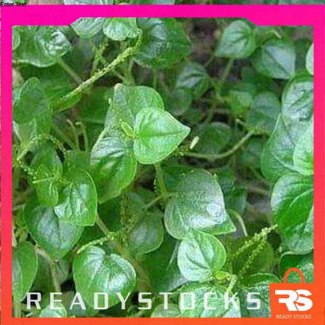 

daun sirih cina per 500 gram