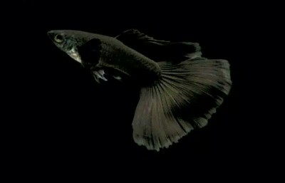 Pompa Air Micro Submersible Mini Dc 5v 2-3l / Min Untuk Akuarium Ikan