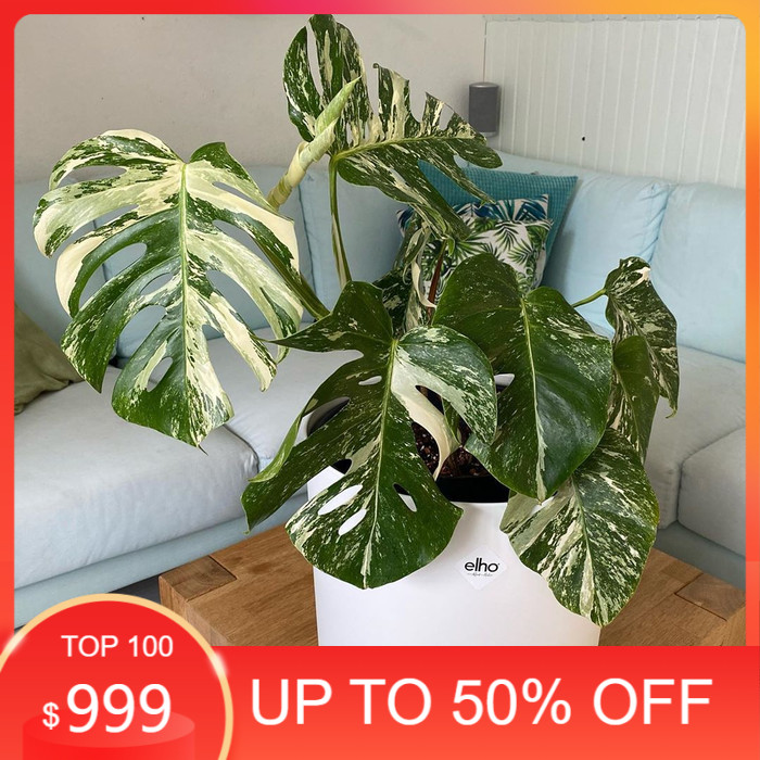 Monstera Varigata - Bibit Monstera King Variegata - Batang Monvar