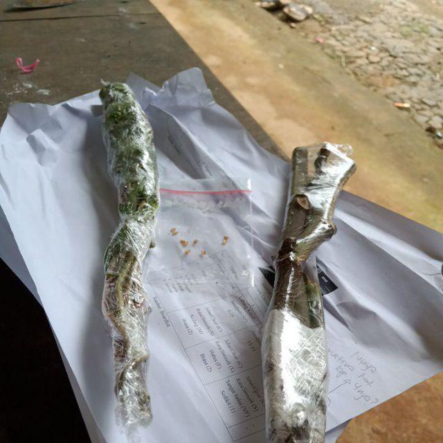 Stek tanaman hias bunga  krokot  Mossrose merah Shopee  