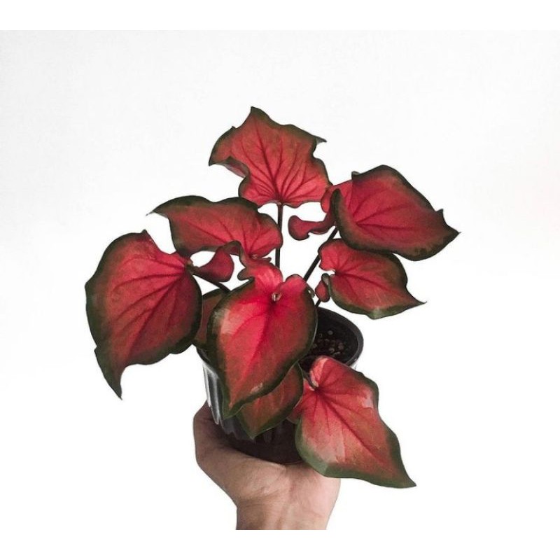 tanaman hias caladium red ruffles (Thailand)