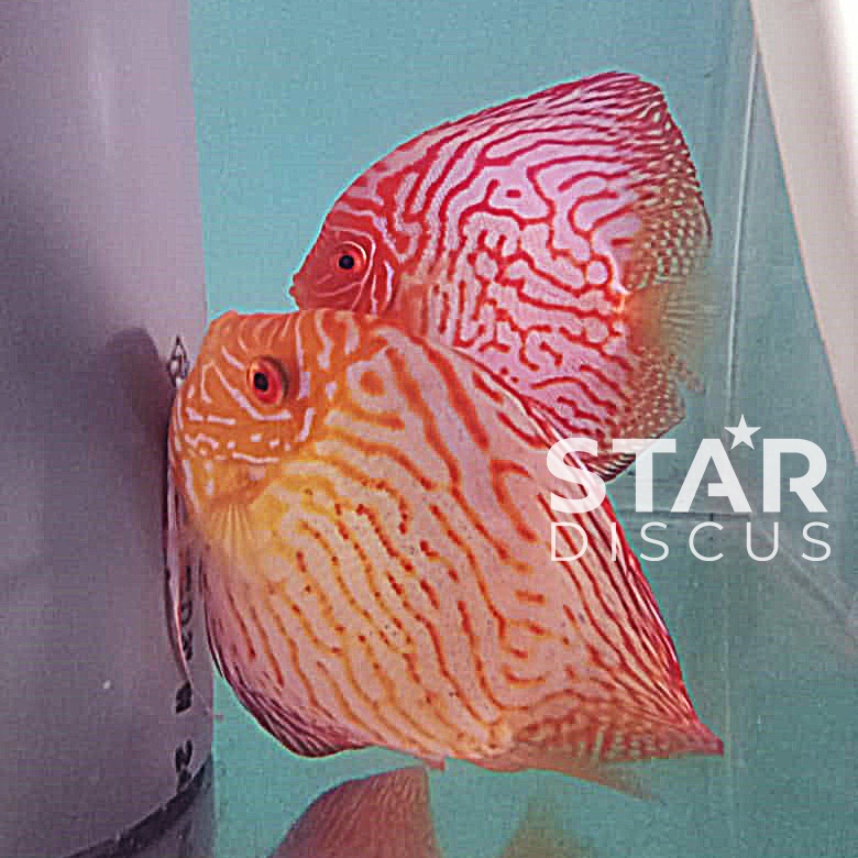 Jual Ikan Discus pair jenis Pigeon Classic IKAN DISCUS HIASAN AQUARIUM