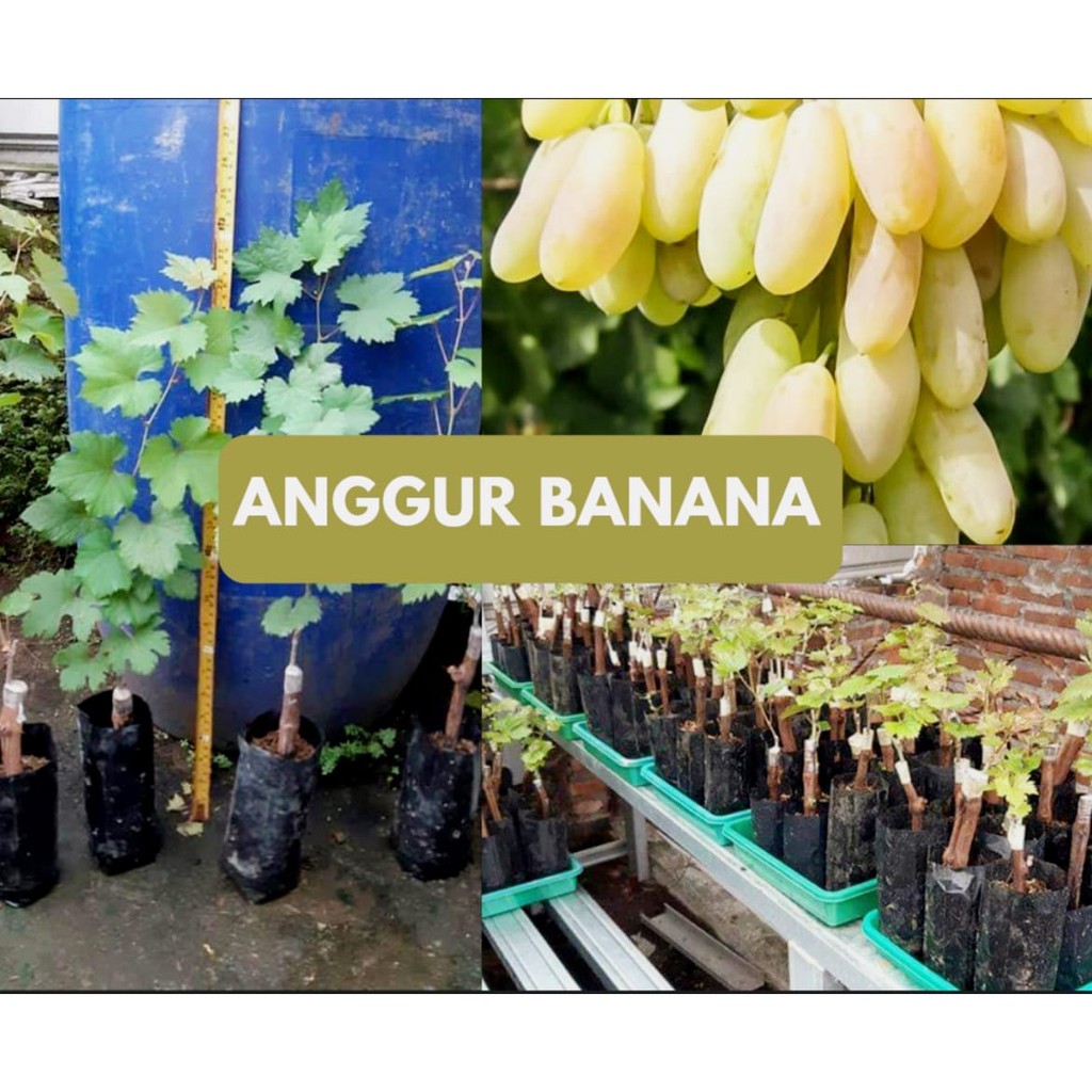 Bibit Anggur Import Banana