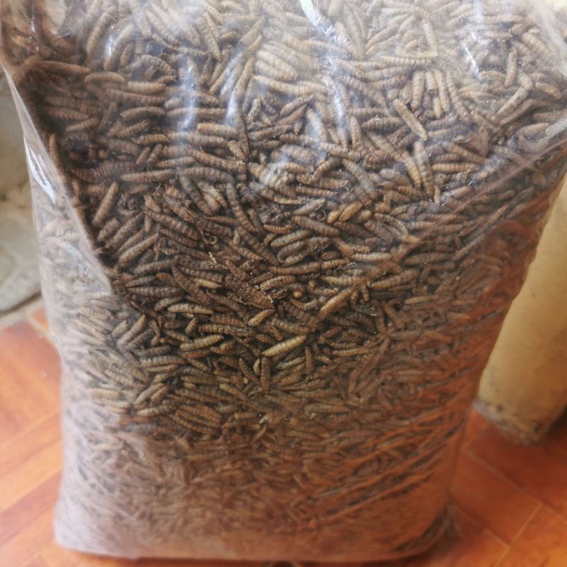 SUPER MAGGOT Kering BSF