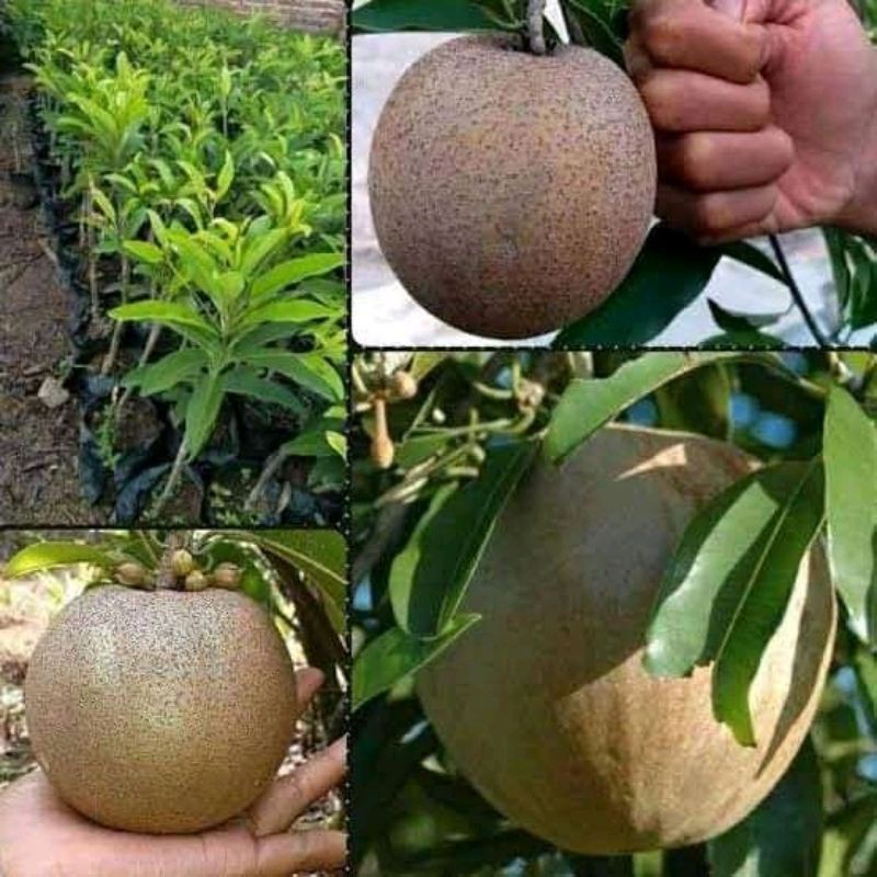 Bibit buah sawo jumbo sawo unggul