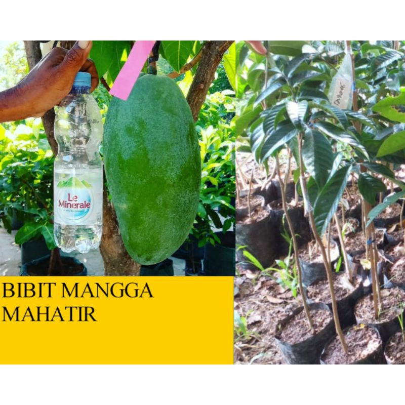 Bibit Mangga Mahatir Okulasi