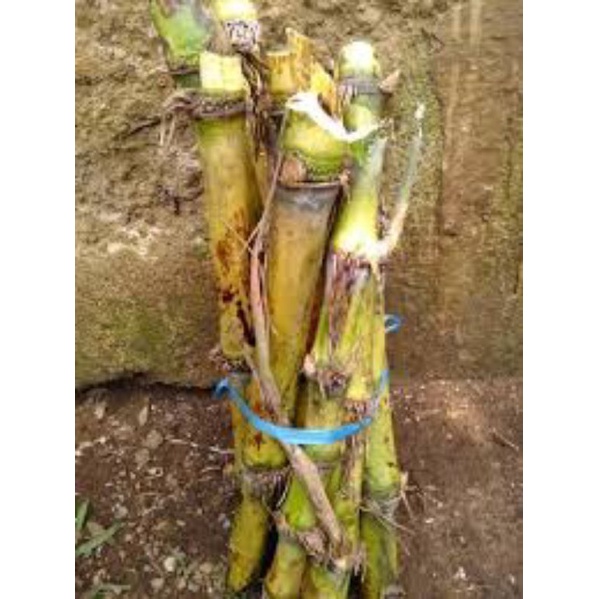 Bibit Terubuk | Bibit Terubuk Sayur | Bibit Terubus Endog Tebu | Bibit Telor Tebu