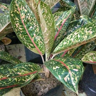 AGLONEMA TERMURAH JENIS BIG ROY SNOW WHITE SIAM AURORA AGLONEMA TERMURAH JENIS BIG ROY SNOW WHITE SIAM AURORA