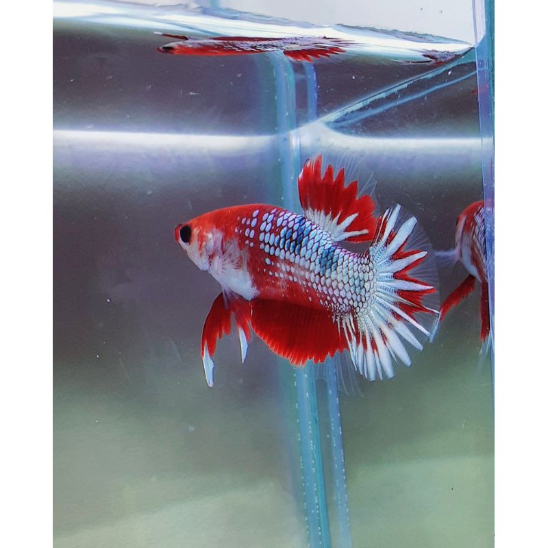 FCCP READHEAD STARTAIL