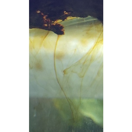 

KETAPANG LUMER BY BETTACUPANGJAKTIM